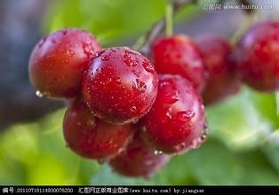 夏日口干舌燥、心烦意乱如何食疗