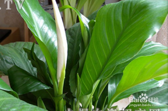 绿巨人的养殖方法