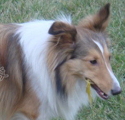 教你区别喜乐蒂和苏格兰的不同