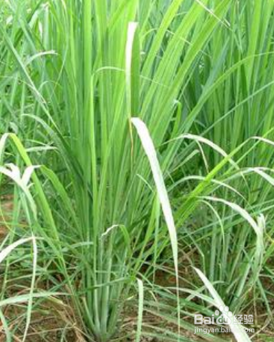 草本植物香茅如何养殖？
