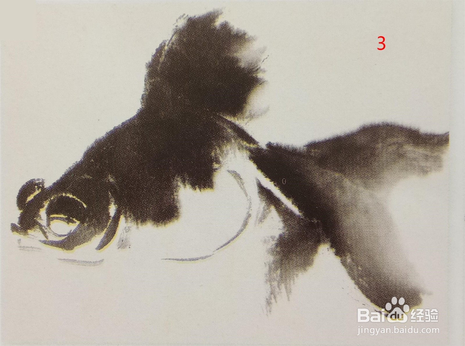 国画:侧面金鱼的画法