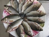 独流焖鱼的做法