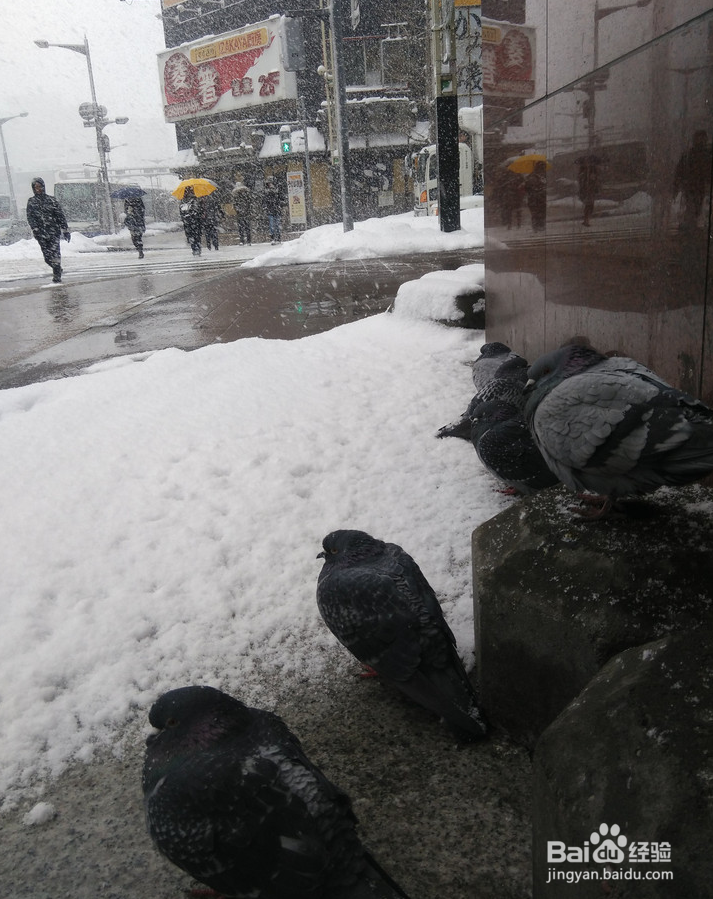 一条性价比爆棚的万元以下日本北海道观雪路线