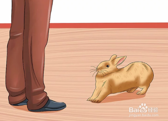 <b>如何照顾怀孕的兔子</b>