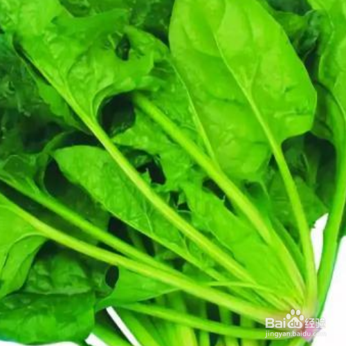 菠菜种植的时间和方法