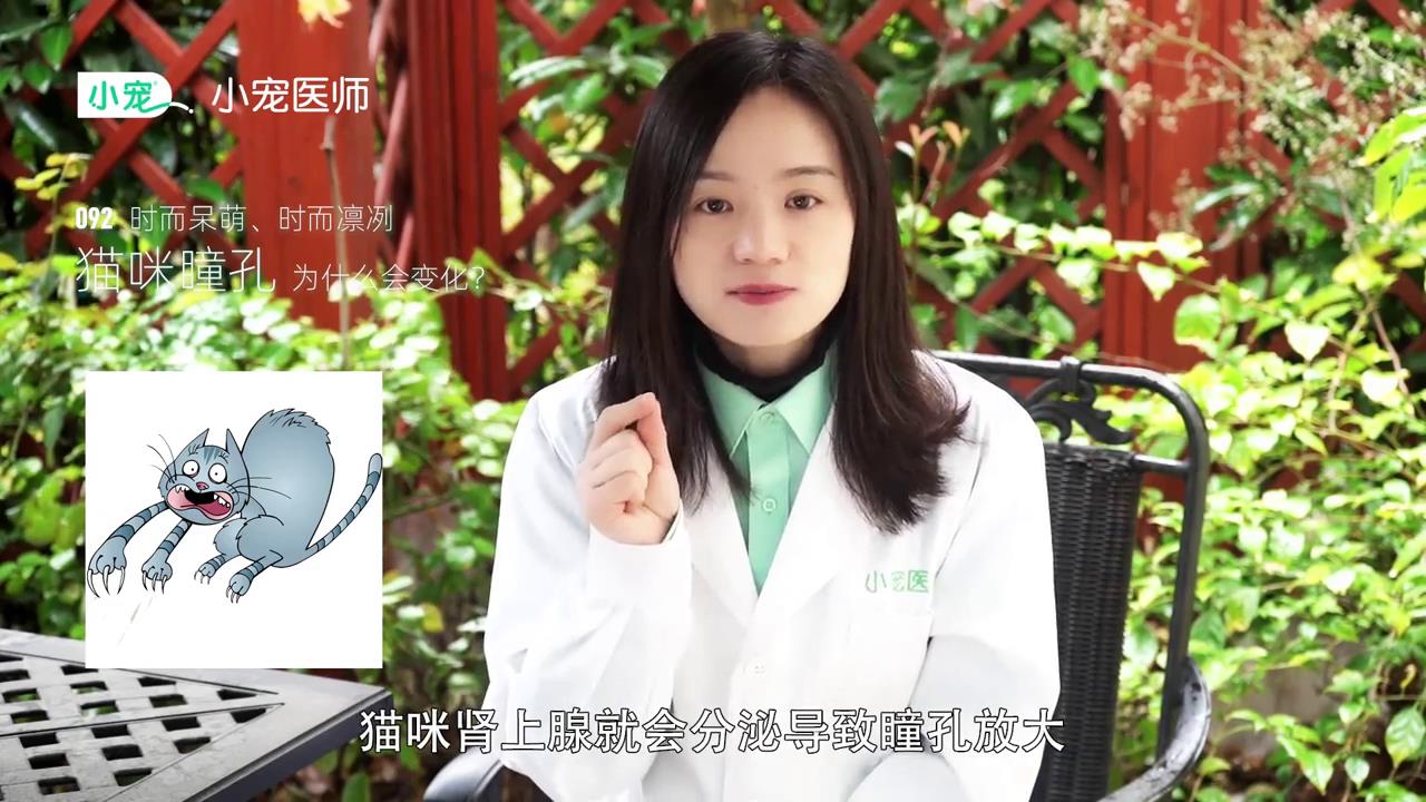 猫咪瞳孔为什么会变化