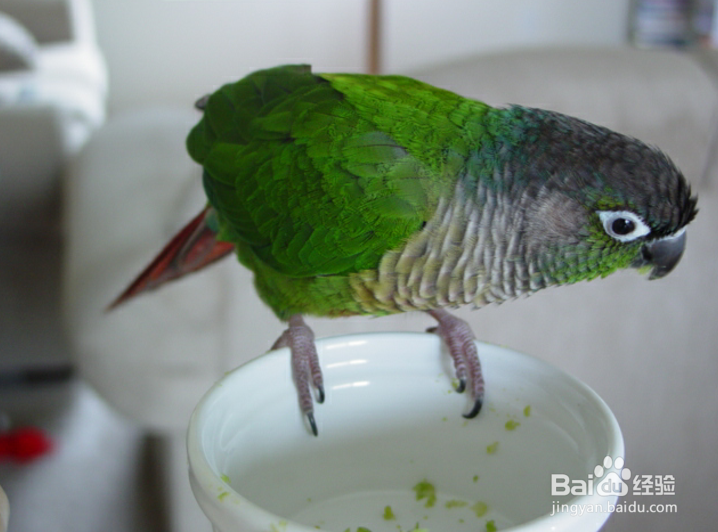 绿颊锥尾鹦鹉怎么训说话