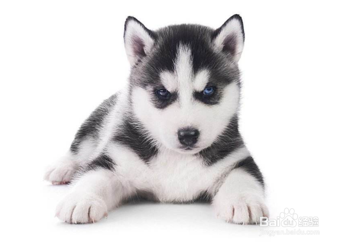 宠物狗狗掉毛严重怎么办?