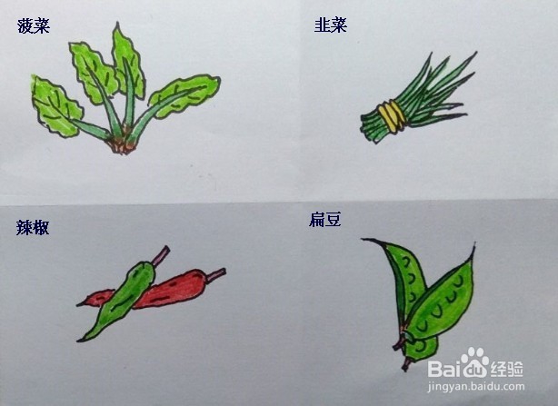 <b>菠菜、韭菜、辣椒、扁豆的画法教程。儿童简笔画</b>