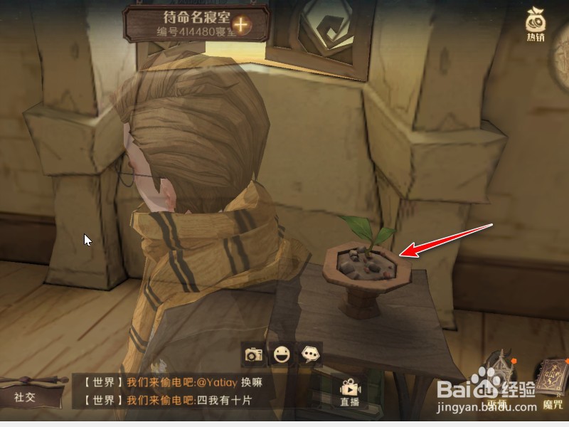 哈利波特冬青木在哪