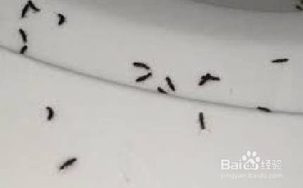 如何避免汽车跑高速撞飞虫 百度经验