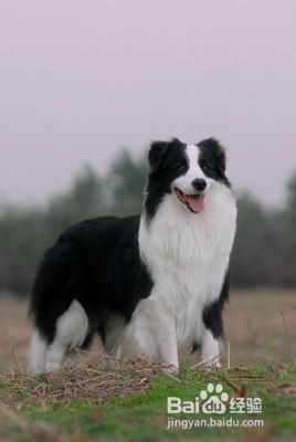 边牧——刚到新家的狗狗护理：[3]边牧