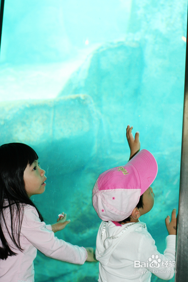 温哥华水族馆:水中舞动的精灵们