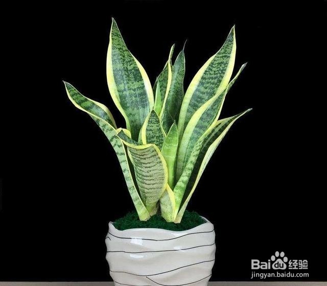 刚刚装修好的房间，放这几种植物，轻松除甲醛！