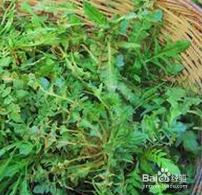 治疗,缓解乙肝的茶