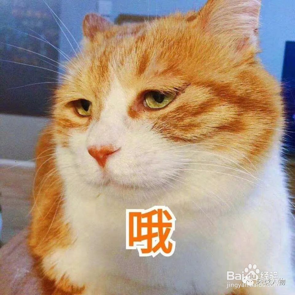 猫咪太热怎么给它降温