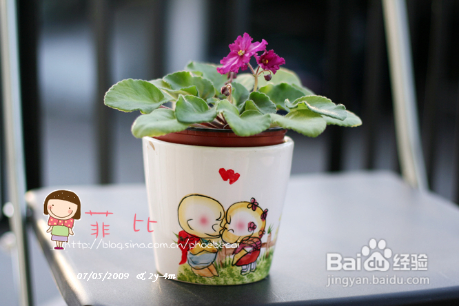 菲比的小菜苗和小花（组图）
