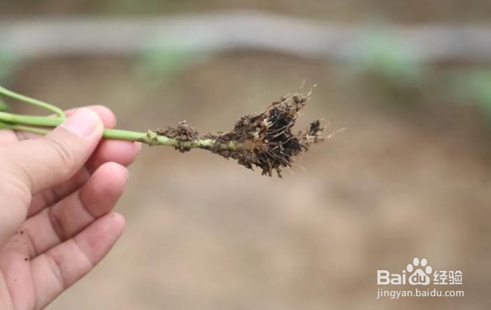 预防圆椒茎基腐病