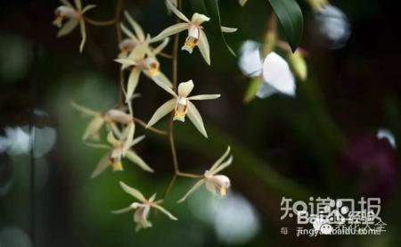 100种兰花品种图鉴，花开瞬间，艳冠群芳！