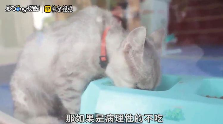 怎么解决猫咪不吃饭的问题