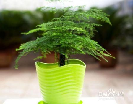 文竹黄叶不长个，学了这4招，叶子绿的滴油！
