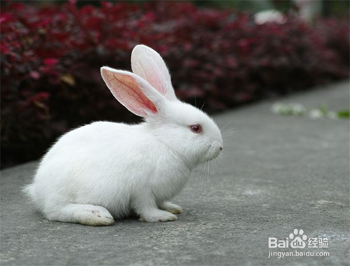 比较适合女孩子养的宠物有哪些?