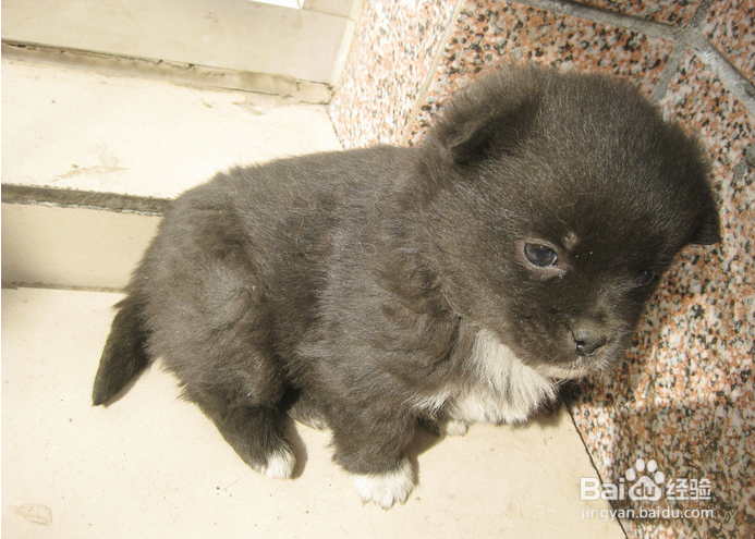 小狗胆小怎么办