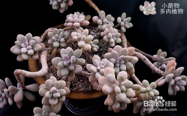 多肉植物的缓苗经验