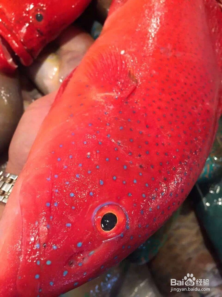 东星斑怎么保存