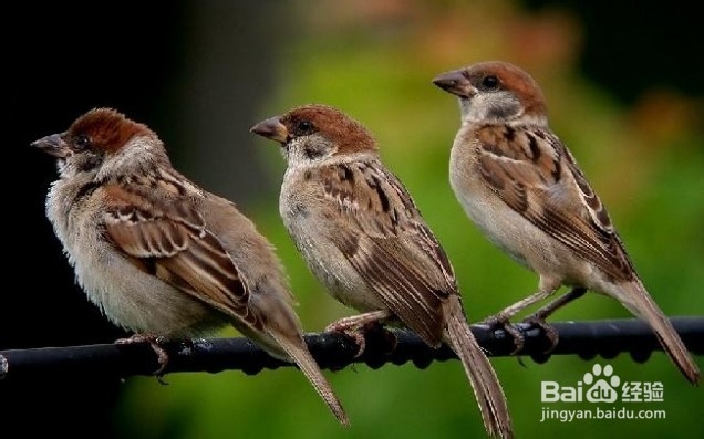 麻雀的营养价值有哪些？