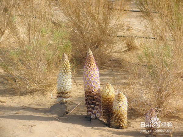 什么是便秘、便秘吃什么?