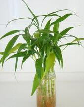 适合养在办公室的植物