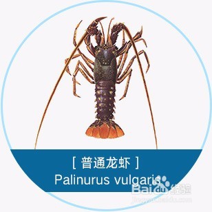 跳入龙虾大坑前,先读这篇入坑说明书