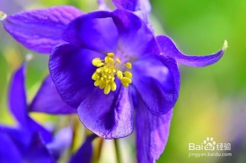 保护糖尿病人眼睛的食物