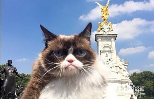 网红“不爽猫”伦家就是不爽不爽啦