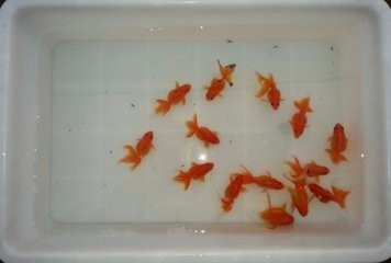 较小淡水鱼仔鱼无适口饵料怎么办?