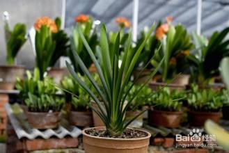 家中如何养好君子兰