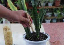 虎皮兰长得慢怎么解决？