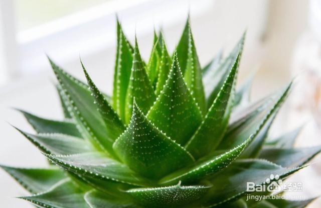 在卧室里面养这几种植物,让你一觉睡到天亮!