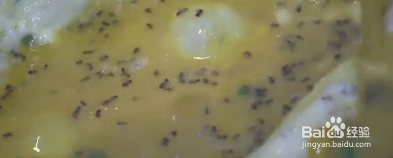 黑暗料理之如何制作黑蚂蚁炒鸡蛋