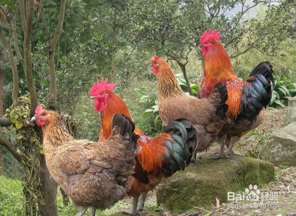 过年如何选择活鸡