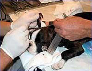 怎样给狗狗裁耳