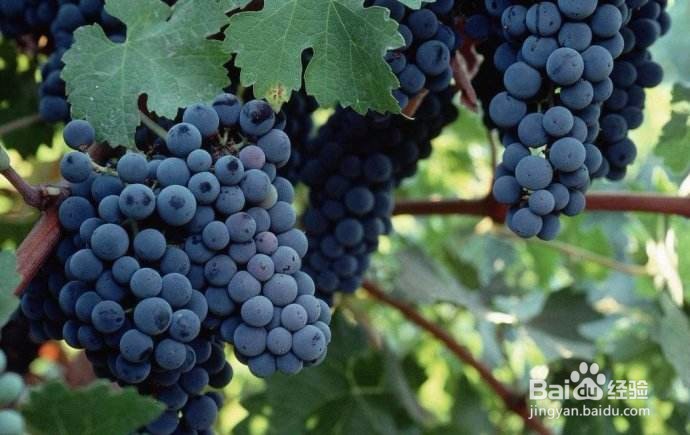 夏季孕妇吃什么水果比较好