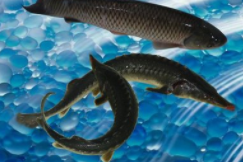 中华鲟怎么分公母