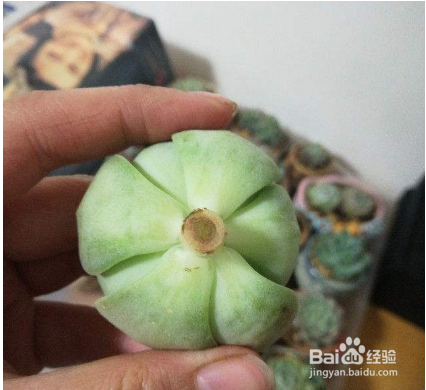 多肉断头后怎么护理