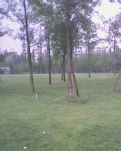 太阳神鸟——金沙遗址游览