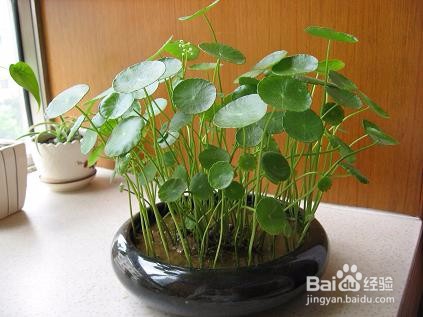 铜钱草的养殖方法和注意事项都有哪些？