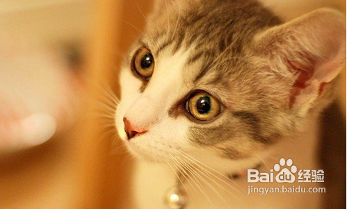 简单六招教你拍好宠物