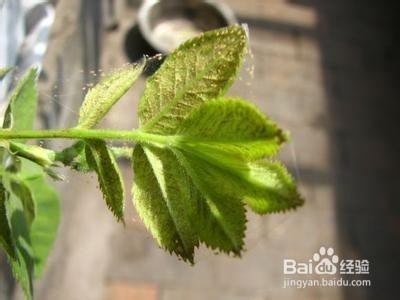 阳台月季室内月季怎么养才能开花