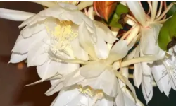 昙花冬天怎么养